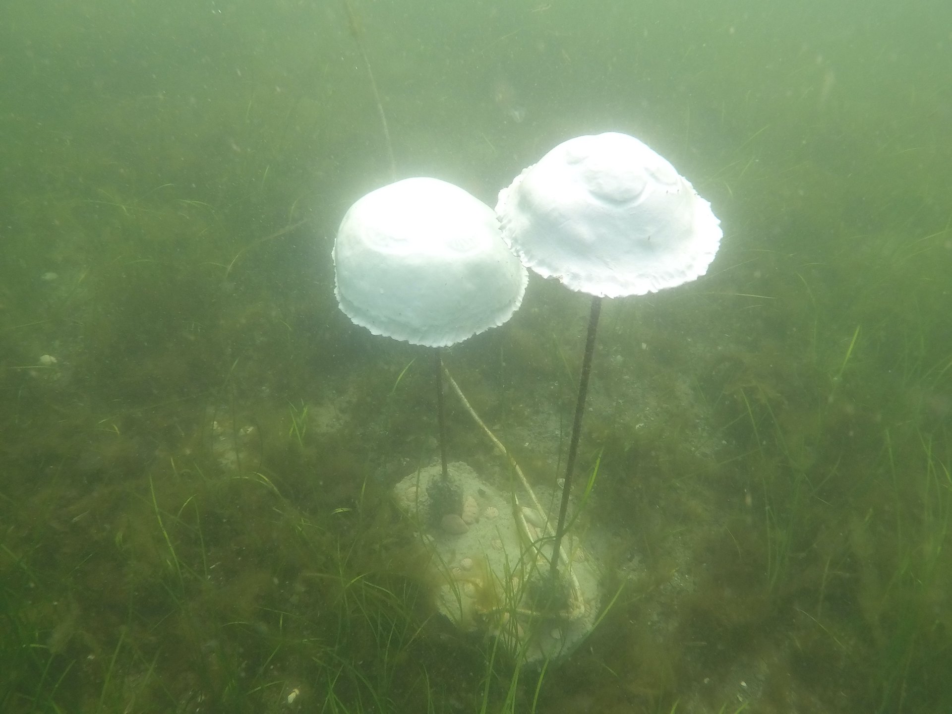 Pictures of the snorkelling event in Strande - Knowledge creates art - 07., 14.  & 15.09. with . Sat, Sep 7, 2024