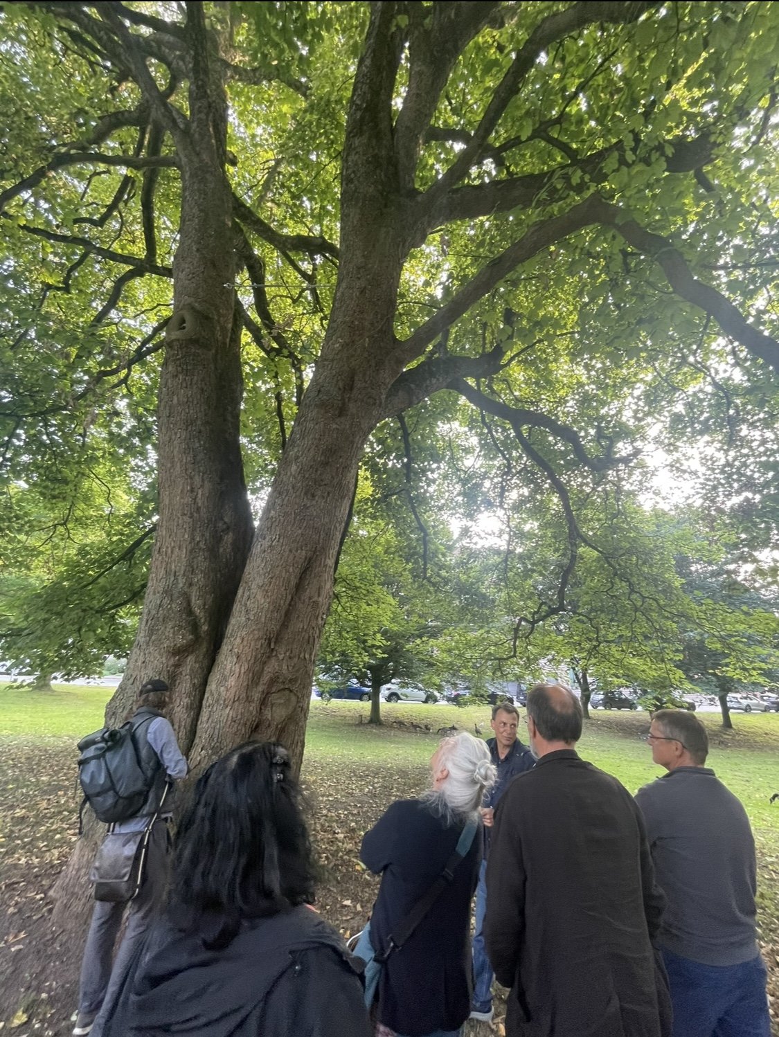 Pictures of the walk: Condition and preservation of Kiel's trees using the example of the Ratsdienergarten with . Wed, Sep 18, 2024